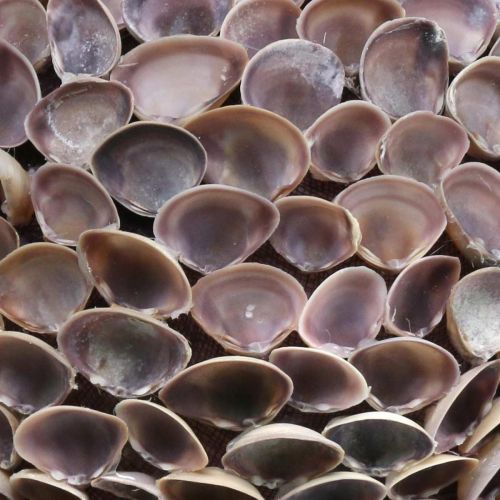 Artikel Deko Kugel Muscheln Muscheldeko zum Aufhängen Maritime Deko Ø18cm