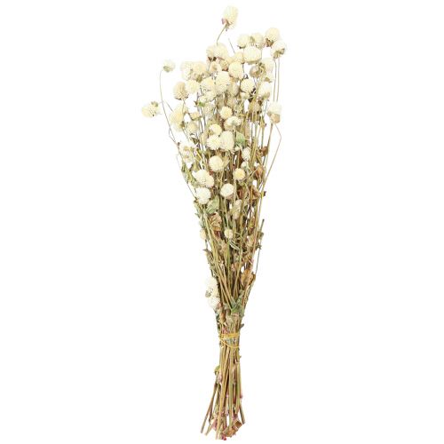 Floristik24 Kugelamarant Gomphrena Globosa Natur Creme L45cm 100g