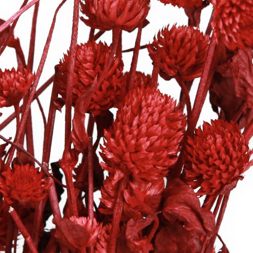 Artikel Kugelamarant Gomphrena Globosa rot trocken 45cm 100g