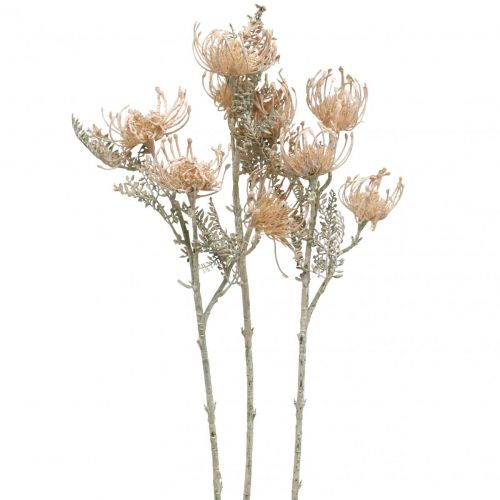 Kunstblumen, Nadelkissen Blume, Leucospermum, Proteaceae Weiß gewaschen L58cm 3St