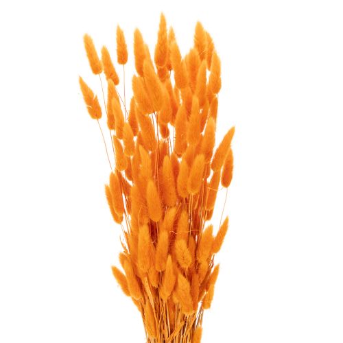 Lagurus Bund Trockenblumen Samtgras Orange 70 cm 100 g