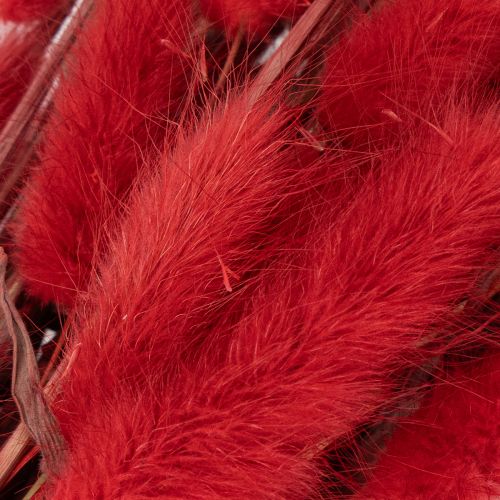 Lagurus Trockenblumen 70 cm 100 g Rot für Dekoration | Floristik24.ch