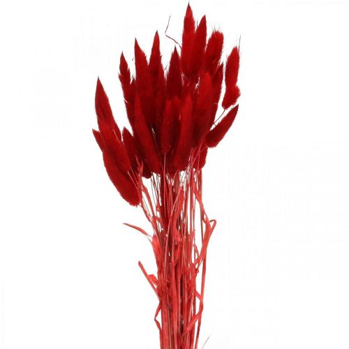 Deko-Gras Rot, Lagurus, Samtgras, Trockenfloristik L30–50cm 20g