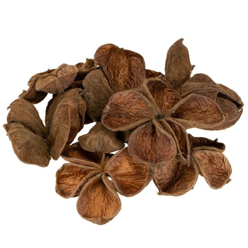 Floristik24 Landlotus Natur 50 St