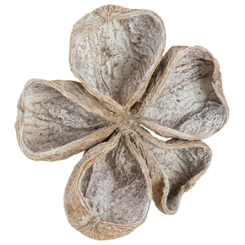 Floristik24 Landlotus Weiß gewaschen 6-12cm 50St