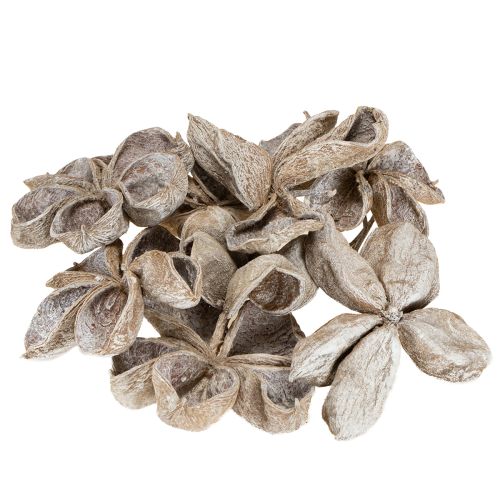 Floristik24 Landlotus Weiß gewaschen 6-12cm 50St