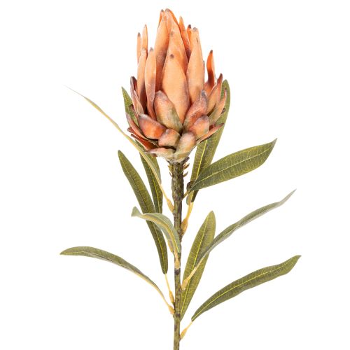 Künstliche Protea Leucadendron 65 cm Creme, Gelb und Orange 3 Stück | Floristik24.ch