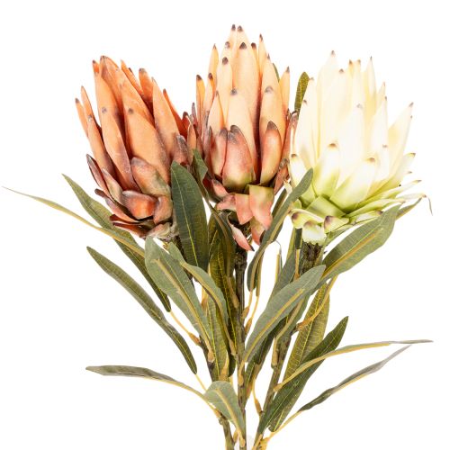 Künstliche Protea Leucadendron 65 cm Creme, Gelb und Orange 3 Stück | Floristik24.ch
