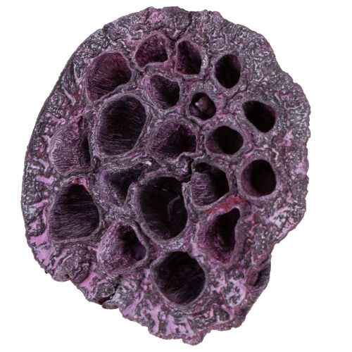 Artikel Lotos Kapseln, Trockenfloristik, Lotuskolben Rosa, Weiß gewaschen 50 St