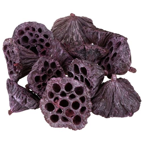 Artikel Lotos Kapseln, Trockenfloristik, Lotuskolben Rosa, Weiß gewaschen 50 St