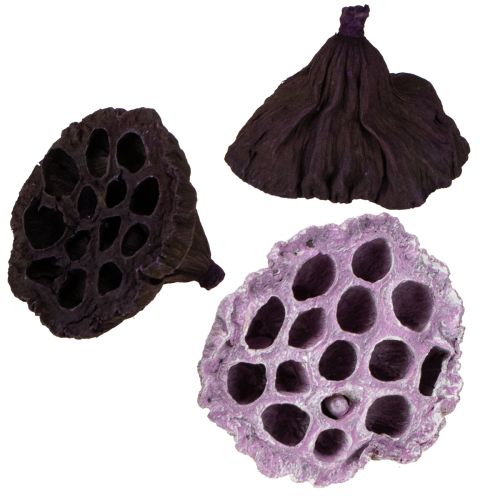 Lotos Mix Rosa, Erika Ø6cm - Ø10cm 50 St