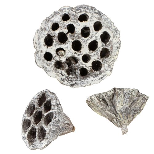 Floristik24 Lotos Natur Deko Lotuskolben Weiß gewaschen 6-8cm 50 St