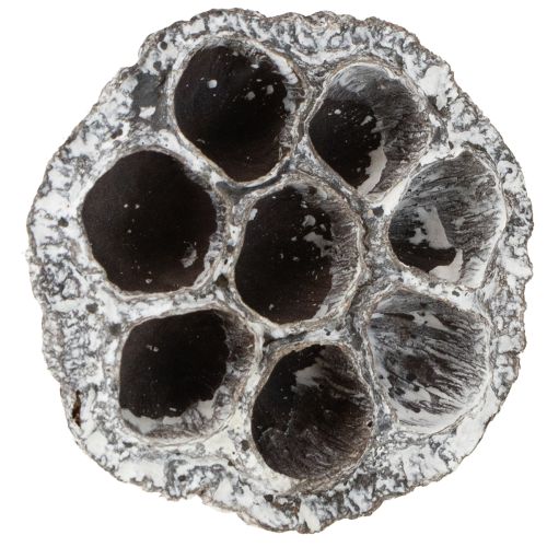 Artikel Lotos Natur Deko Lotuskolben Weiß gewaschen 6-8cm 50 St