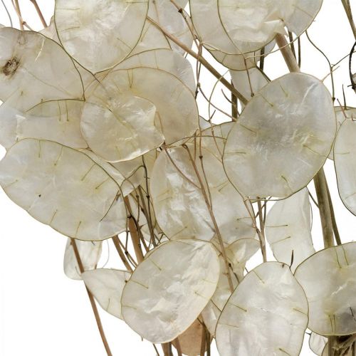 Floristik24 Lunaria Trockenblumen Mondviole Silberblatt getrocknet 60-80cm 30g