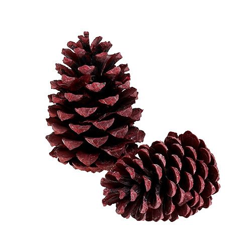 Floristik24 Maritima Zapfen 10-15cm Rot gefrostet 12 St