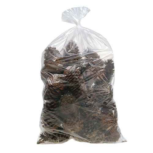 Maritima Zapfen 14/18 natur 25St | Floristik24.ch