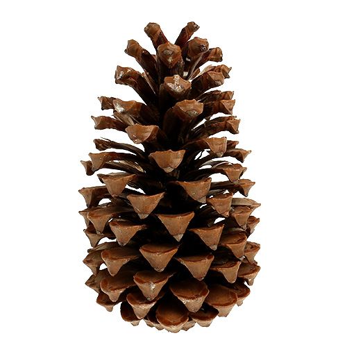 Floristik24 Maritima Zapfen 17+ natur 25 St