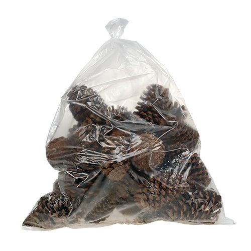 Floristik24 Maritima Zapfen 17+ natur 25 St