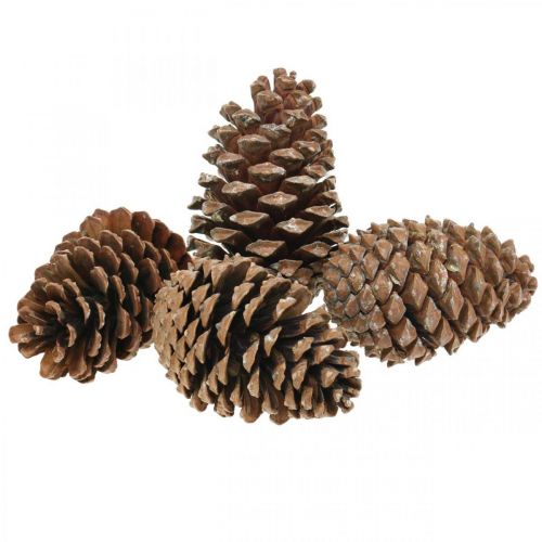 Floristik24 Maritima Zapfen, Trauerfloristik, Adventsdeko, Naturprodukt H12–15cm Ø6,5–10cm 50 St