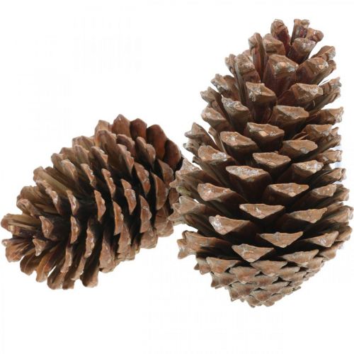 Floristik24 Maritima Zapfen, Trauerfloristik, Adventsdeko, Naturprodukt H12–15cm Ø6,5–10cm 50 St