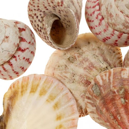 Floristik24 Maritime Deko Echte Muscheln Schneckenhäuser Deko 700g