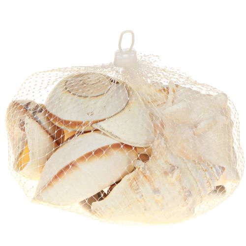 Artikel Meeresschnecke Seeschnecke Gehäuse Maritim Natur 400g