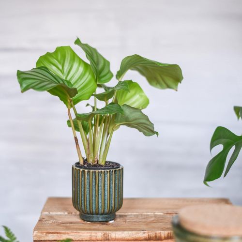 Artikel Mini-Blumentopf, Übertopf aus Keramik, Pflanzgefäß gewellt Grün, Braun Ø8cm H8,5cm