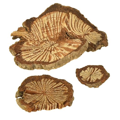 Floristik24 Mini Holzscheiben Betelnuss Deko mit Maserung 1-4,5cm 300g