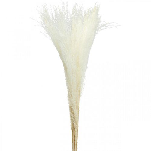 Floristik24 Federgras Deko gebleicht Trockengräser Miscanthus 75cm 10 St
