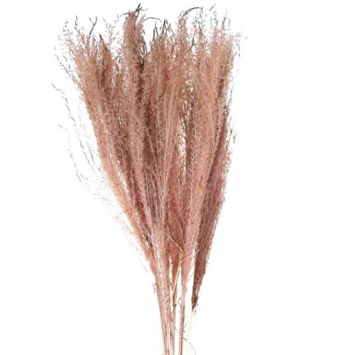 Floristik24 Trockengräser lang Rosa Federgras Deko Miscanthus 75cm 10St