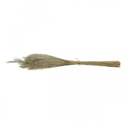 Floristik24 Trockengras Miscanthus 55-75cm Federgras Natur 100St