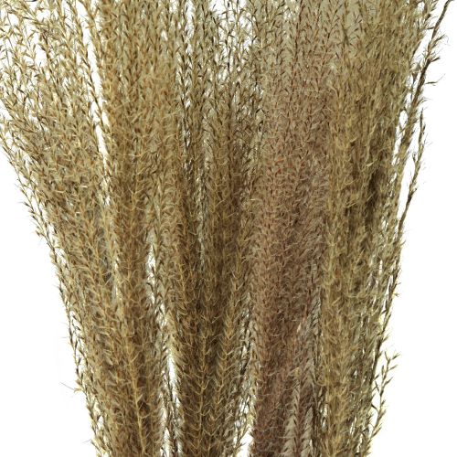 Artikel Miscanthus Chinaschilf Deko Trockengras 75cm 10 Stk