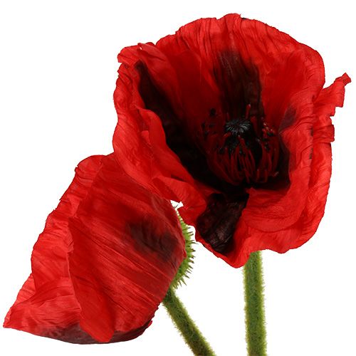 Artikel Mohnblume Rot 58cm - 74cm 3 St