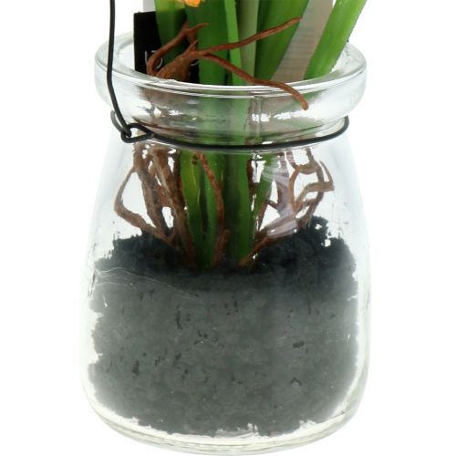 Floristik24 Mohn Orange im Glas zum Hängen H22cm