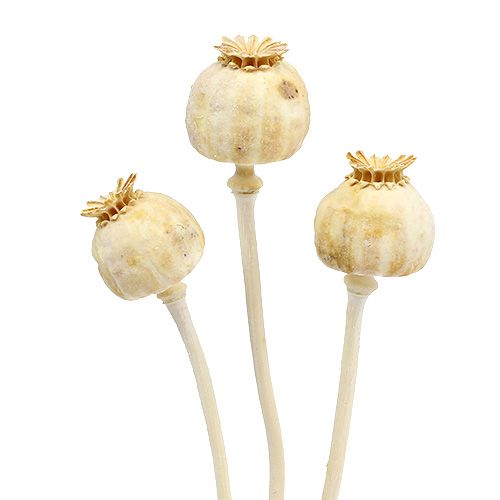 Floristik24 Mohnköpfe gebleicht 100 St