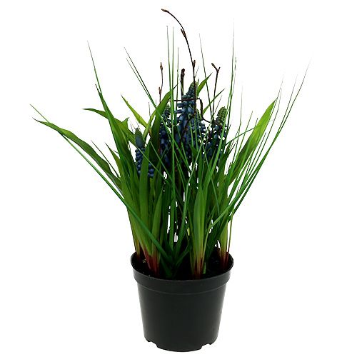 Muscari im Topf Blau H 30cm