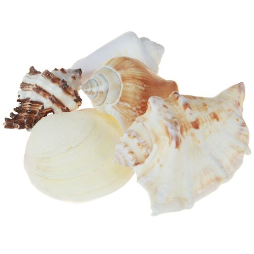 Floristik24 Maritim-Deko Muschelmix natur 400g