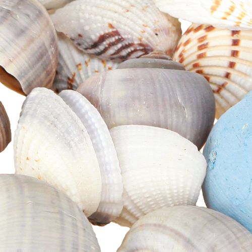 Artikel Muschel Deko Schneckenhäuser Blau Natur 3–5cm 150g