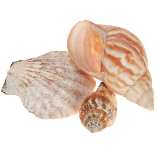 Floristik24 Muschel Deko Seeschnecke Meerschnecke Natur 350g × 3St