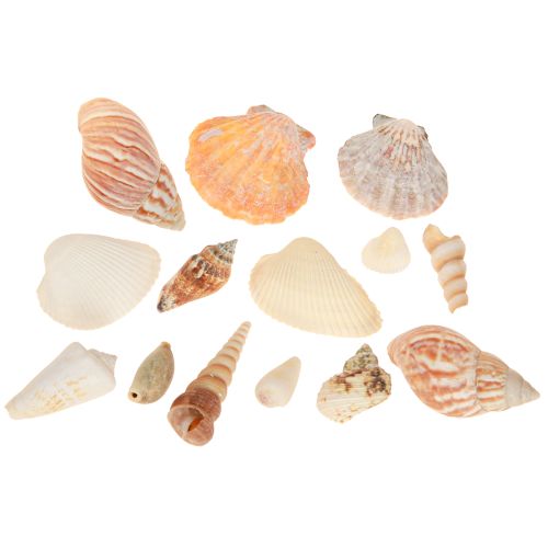 Artikel Muschel Deko Seeschnecke Meerschnecke Natur 350g × 3St