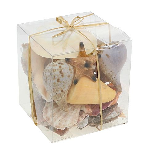 Floristik24 Muschelmix in einer Box Natur 380g