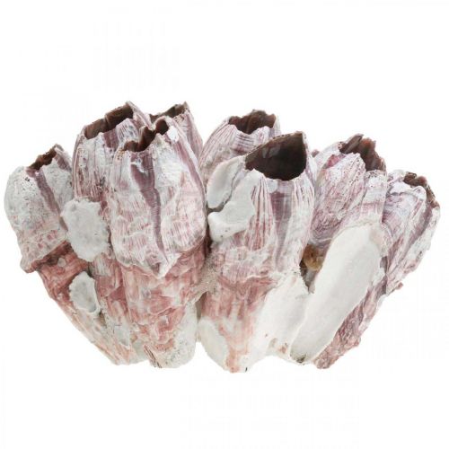 Floristik24 Deko Muschel Seepocken Natur, Maritime Deko