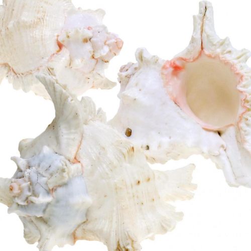 Artikel Muschel Chicoreus ramosus 16cm 3 St