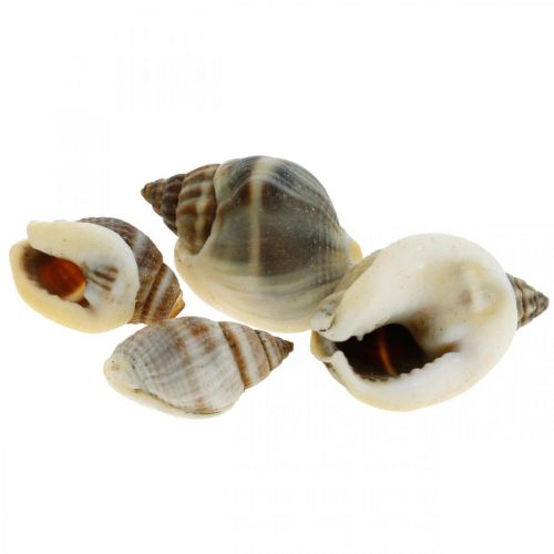 Floristik24 Naturdeko, Schneckenhäuser Natur 1–2cm, Muscheldeko 1kg