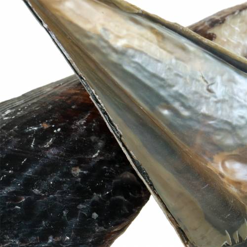 Floristik24 Steckmuscheln Schwarz 24 – 30cm 1kg