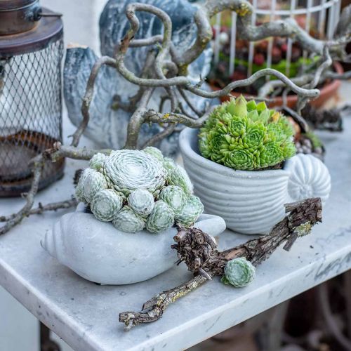 Floristik24 Muschel Pflanztopf, Pflanzschale Schneckenhaus, Maritime Betondeko L17cm H7,5cm 3St