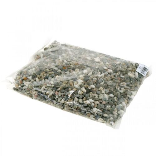 Floristik24 Deko Schneckenhäuser Mini Natur Mix Maritime Dekoration 1kg
