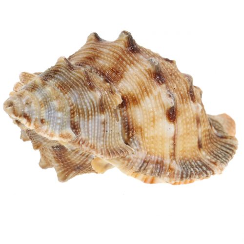 Floristik24 Muschelmix Natur 500g