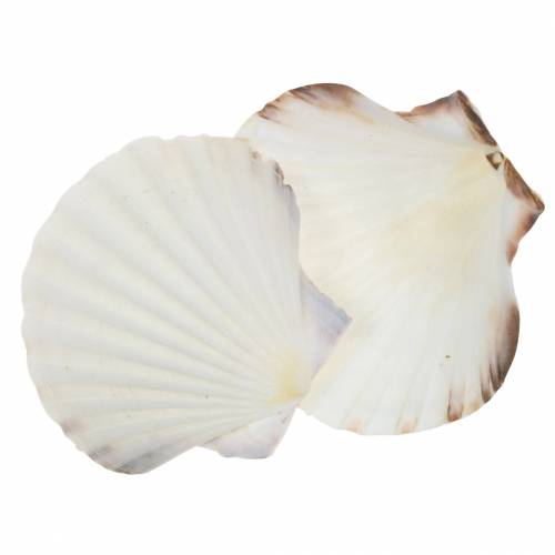 Floristik24 Muscheldeko Jakobsmuscheln Natur 11-13cm 8St