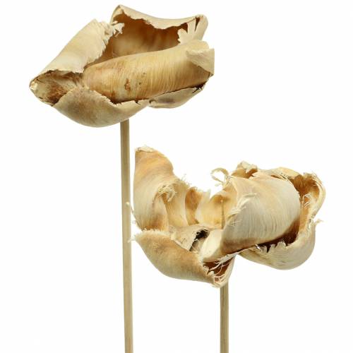 Floristik24 Naturblüte, Palm Cup am Stiel Gebleicht 25 St